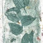 C_2 Feuilles_